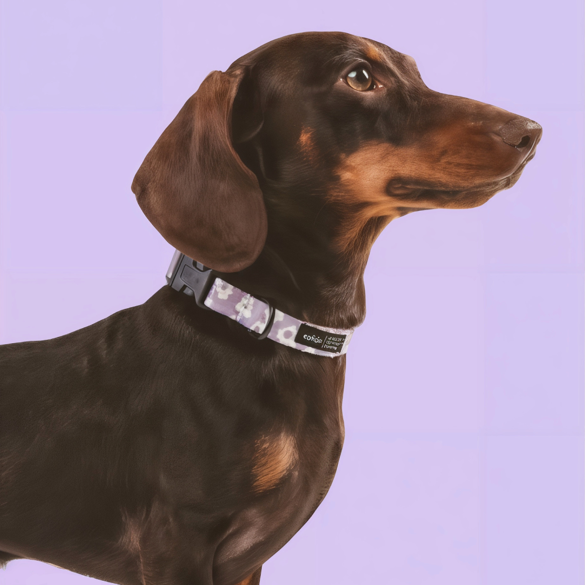 PetPwr_Cafide_Flower_Collar