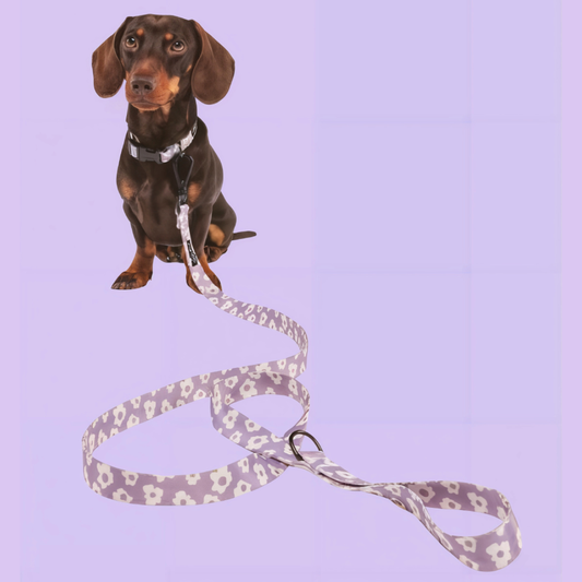 PetPwr_Cafide_Flower_Leash_collar