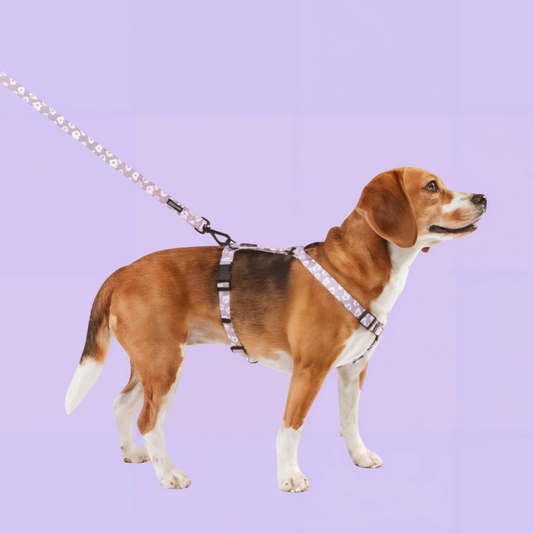 PetPwr_Cafide_Flower_harness_02