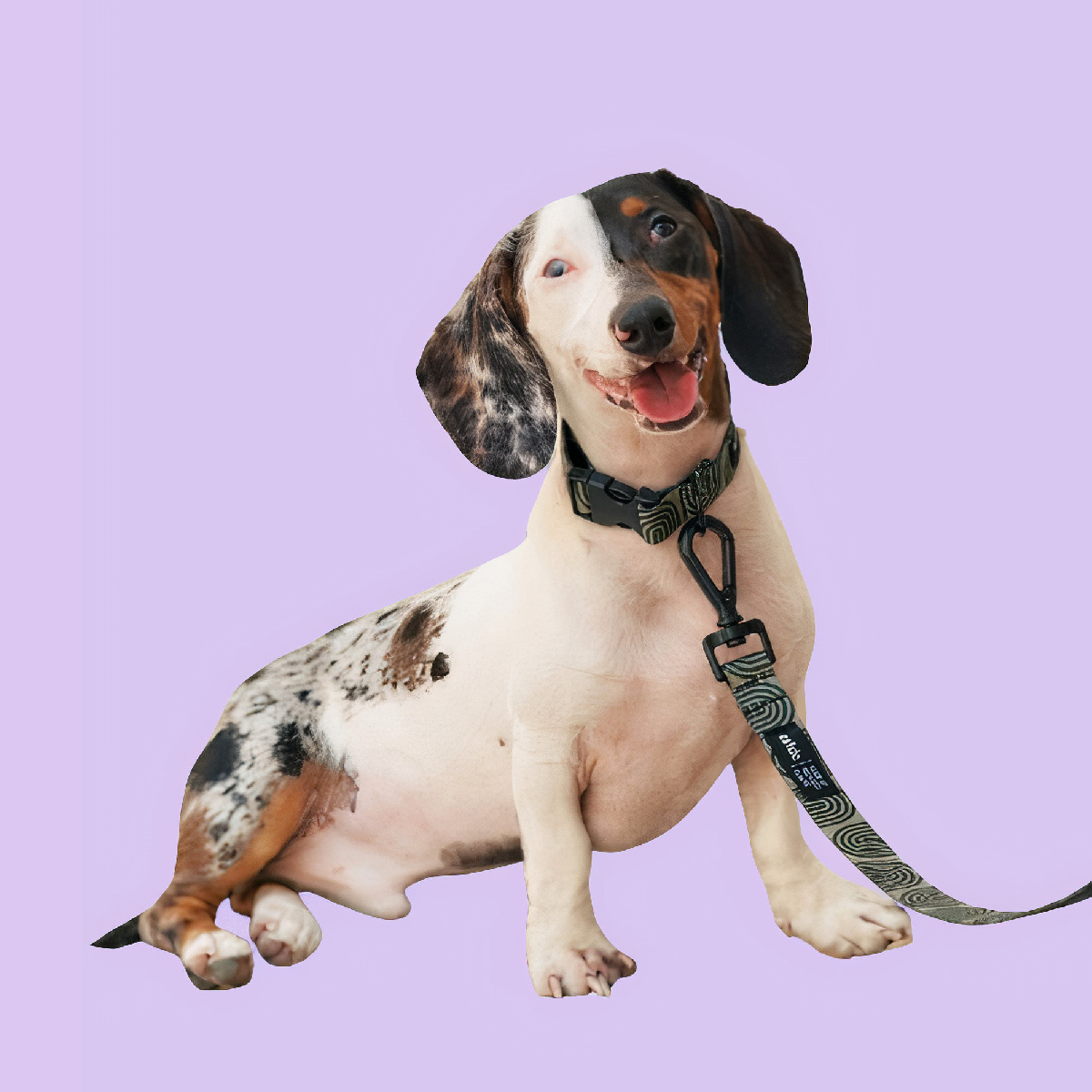 PetPwr_Cafide_Japan_Leash_Collar