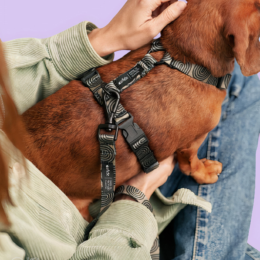 PetPwr_Cafide_Japan_Leash_harness_01