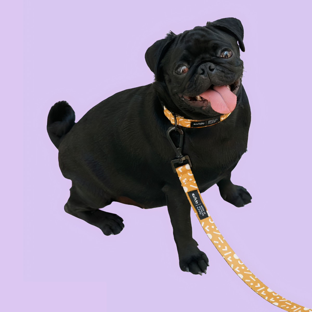 PetPwr_Cafide_Memphis_Leash_Collar