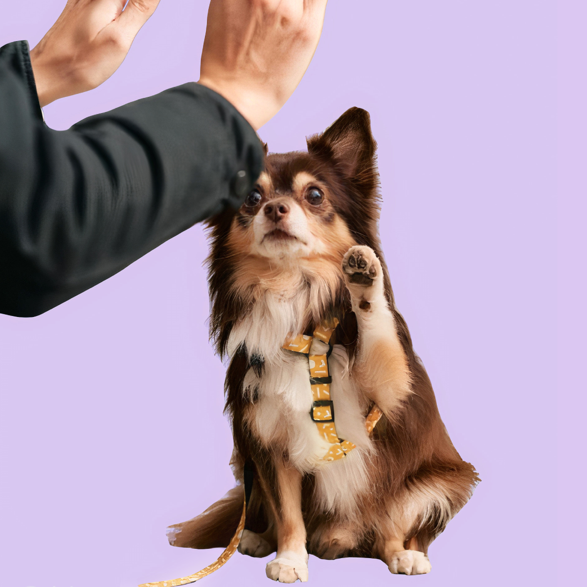 PetPwr_Cafide_Memphis_Leash_harness_01