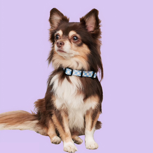 PetPwr_Cafide_Vichy_Collar_02