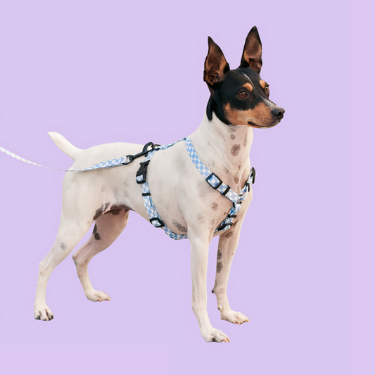PetPwr_Cafide_Vichy_Leash_harness