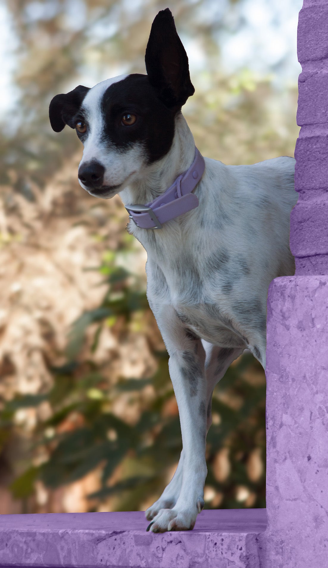 Pet Pwr Filosofia Tesla