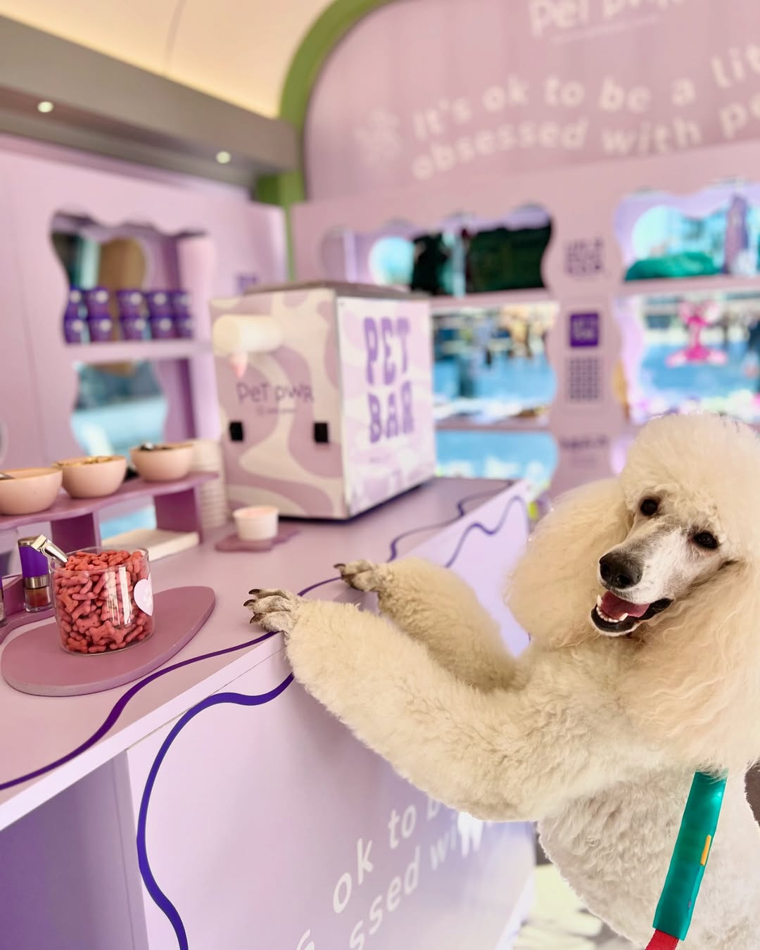 Cos’è un Pet Bar? Il bar per cani e pet lovers