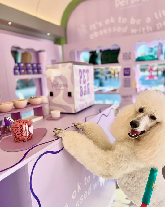 Cos’è un Pet Bar? Il bar per cani e pet lovers